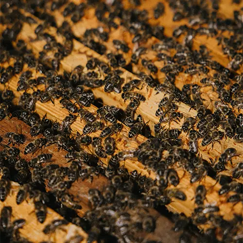 British Bee NUC - Crewe, Cheshire