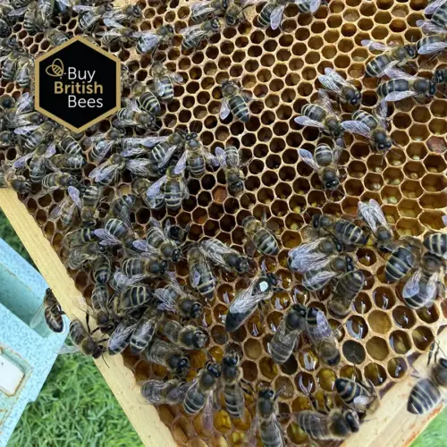 British-bred Queen Honey Bee